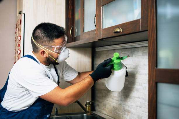 Wasp Removal Services in Manhattan, NY