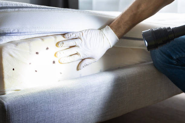 Best Insect Control  in Manhattan, NY