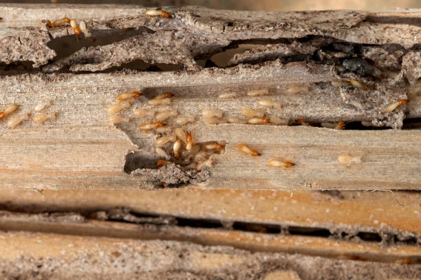Best Termite Control Services  in Manhattan, NY